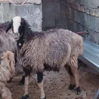 میش آبستن داشتی تمیز