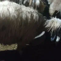 شیشک ترکی سالم سرحال دوماه برخورده