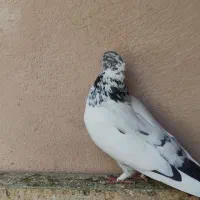 کفتر پرشی درجه یک معاوضه با سهره|پرنده|ماهدشت, |دیوار