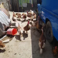 بوقلمون درجه یک