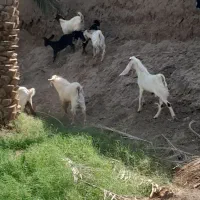 نری با بز