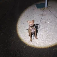 سگ پیتبول گم شده|حیوانات|ارومیه, |دیوار