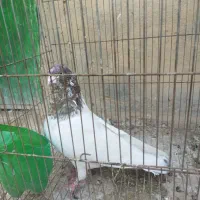 کفتر کله سیاه