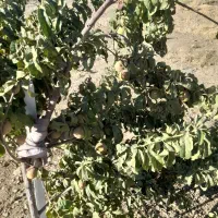فروش باغ فوری