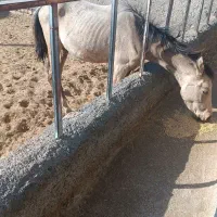 کره اسب نریان 4 ماهه