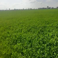 زمین-کشاورزی