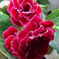 گل گلکسیونی خاص