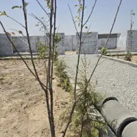باغچه ۱۹۰ متری/ سند عرصه و اعیان/ مجوز از جهاد/