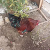 مرغ و خروس محلی اصل سالم درجه یک
