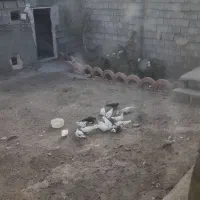 کفتر|پرنده|بستان آباد, |دیوار