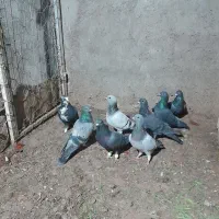 کفتر مفت مفت