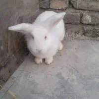 خرگوش