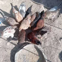 مرغ محلی دونه ای ۴۵۰