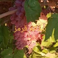 قیمت نهال رقابتی با تمام نهالستان ها|خدمات باغبانی و درختکاری|شراء, |دیوار