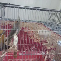 عروس هلندی ماده