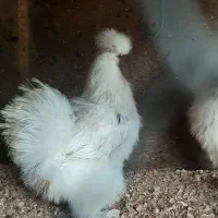 تخم ابریشمی و تخم لاری وجوجه لاری