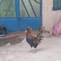 خروس گلین جوان