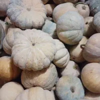 کدو انجیری