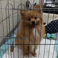 پامرانین پرتغالی اصیل