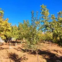 1000متر-باغ-ویلا-سند-قطعی-هومند-وادان-خیابان-یاس