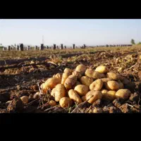 سیب زمینی سرحد