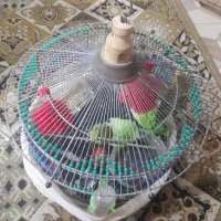 مرغ عشق فروشی|پرنده|میناب, |دیوار