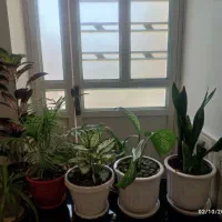 فروشی گل همه با هم ..و مبل ۸ نفره کاملا سالم و نو‌|مبلمان خانگی و میز عسلی|شیراز, ابیوردی|دیوار