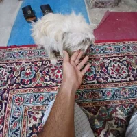 سگ ماده اماده شیتزو نژادروباهی|سگ|خرمشهر, |دیوار