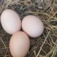 تخم مرغ محلی