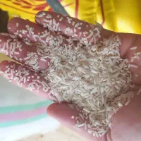 برنج لاشه موتور در آمد