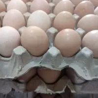 تخم نطفه دار گلپایگان اردک غاز بوقلمون  با ضمانت