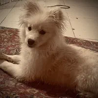 سگ پامر اشپیتز