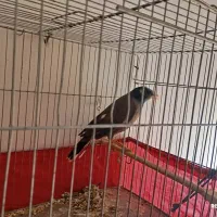 مرغ مینای کاملن رام|پرنده|سرپل ذهاب, |دیوار