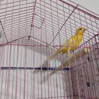 قناری|پرنده|رشت, پیرکلاچای|دیوار