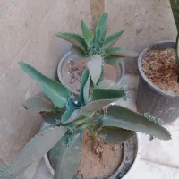 گل اشک|گل و گیاه طبیعی|قم, سراجه (۱۵ خرداد)|دیوار