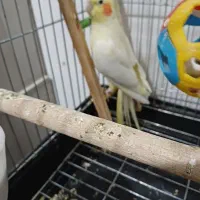 سلام یه عدد عروس هلندی به فروش میرسد|پرنده|پاکدشت, پاکدشت (مامازند)|دیوار