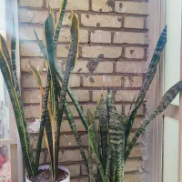 گل سانسوریا شمشیری و لب طلایی|گل و گیاه طبیعی|سمنان, |دیوار