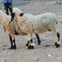 جفت گوسفندآبستن
