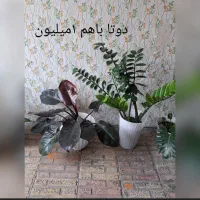 گل های تزئینی