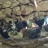 مرغ خروس