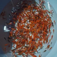 ماهی|ماهی|یزد, |دیوار