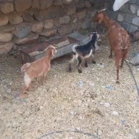 بز با بزغاله
