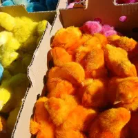 جوجه رنگی شب عید