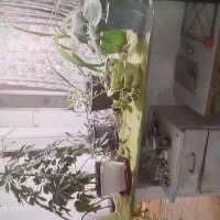اجاره آپارتمان چهل متری چهار راه سیلو