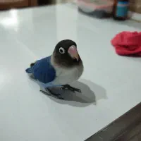 طوطی برزیلی|پرنده|کرج, گلشهر|دیوار