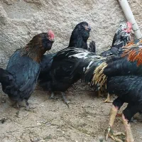 مرغ محلی وبوقلمون وجوجه لاری