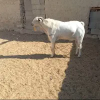 فروش نر صومال اصل