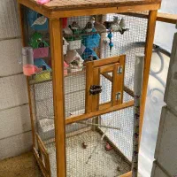 فنچ سالم سرحال