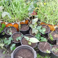 لیندا با گلدون بزرگ  و تمشک بدون خار|گل و گیاه طبیعی|خمام, |دیوار