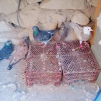 کبوتر طوقی|پرنده|اهرم, |دیوار